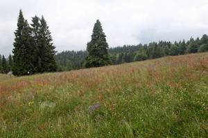 j13_8049.jpg